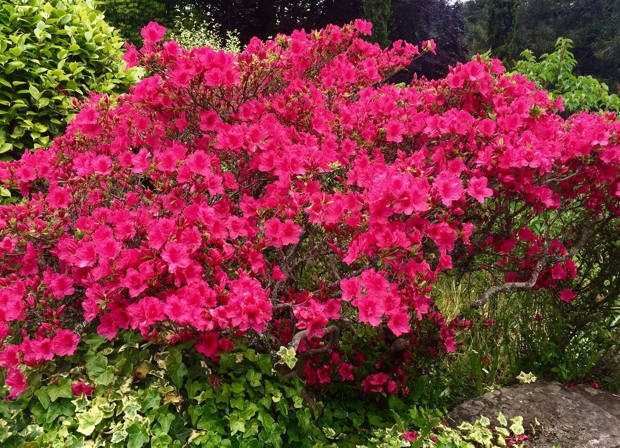 Quinta Das Faias Camacha  Esterno foto