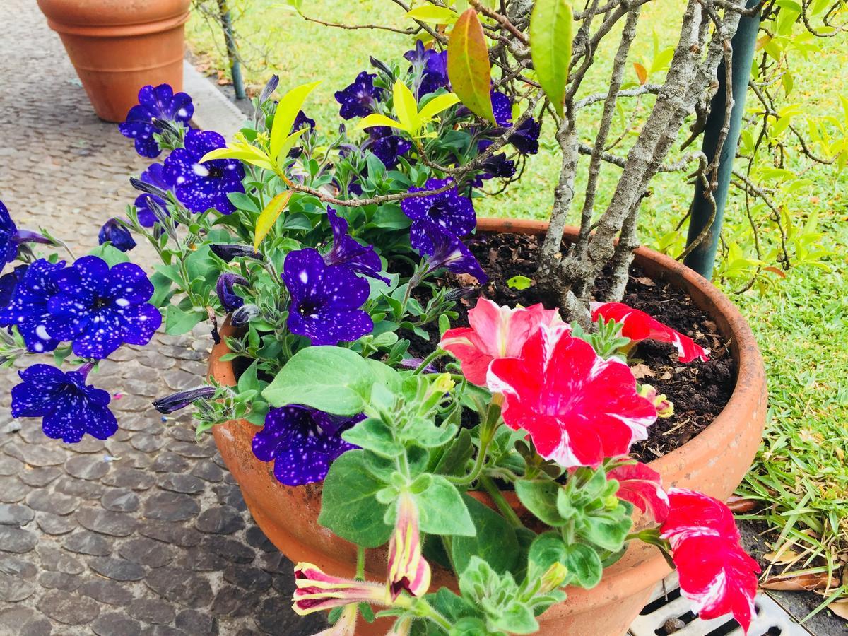 Quinta Das Faias Camacha  Esterno foto
