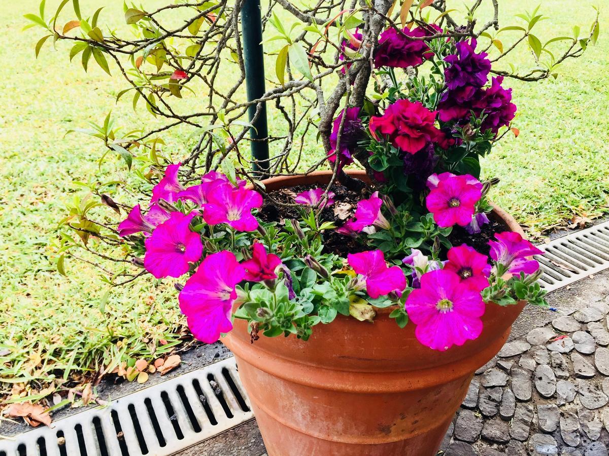 Quinta Das Faias Camacha  Esterno foto